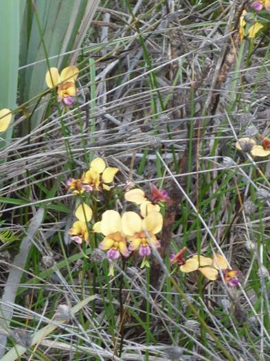 Diuris - orchid wireless_hill_076.JPG